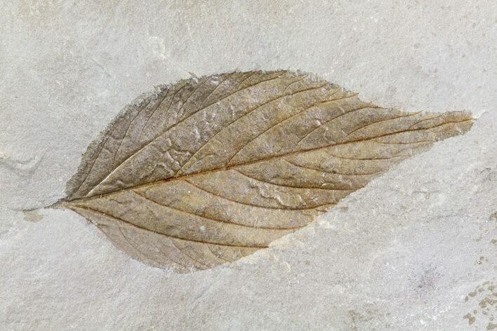 Detailed Fossil Hackberry Leaf - Montana #80786